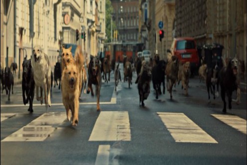 4. White God, dogs running