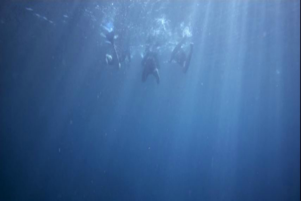 The Reef