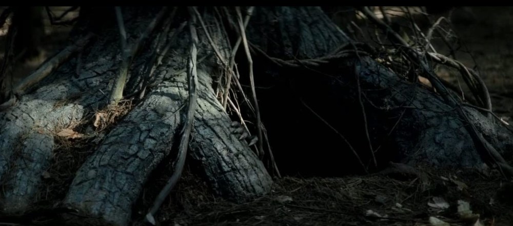 closeup of a tree trunk